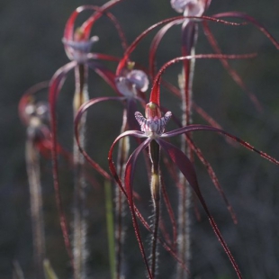 Caladenia chapmanii